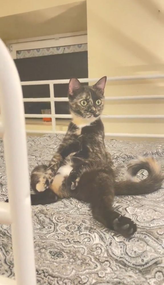my cat sitting like a human