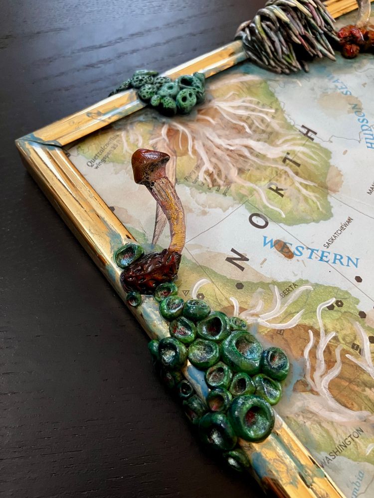 Detail photos of the mushrooms on the map.