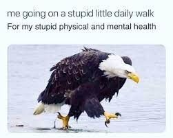 Meme of a bald eagle walking along a shoreline. Eagle's head is down, making it look like it's walking with its shoulders hunched up and grumpy. Text reads "me going on a stupid little daily walk For my stupid physical and mental health". 