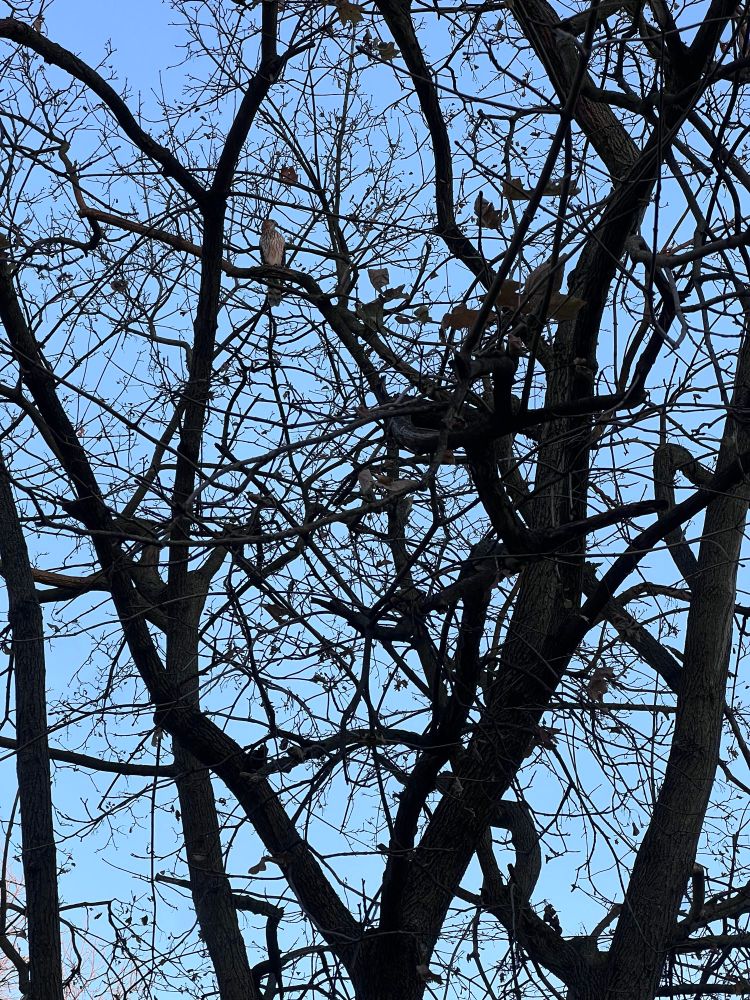Sharp shinned hawk from yesterday’s run. 