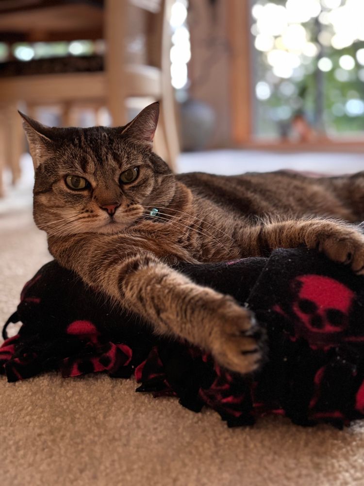 a tabby cat lounging on a blanket 