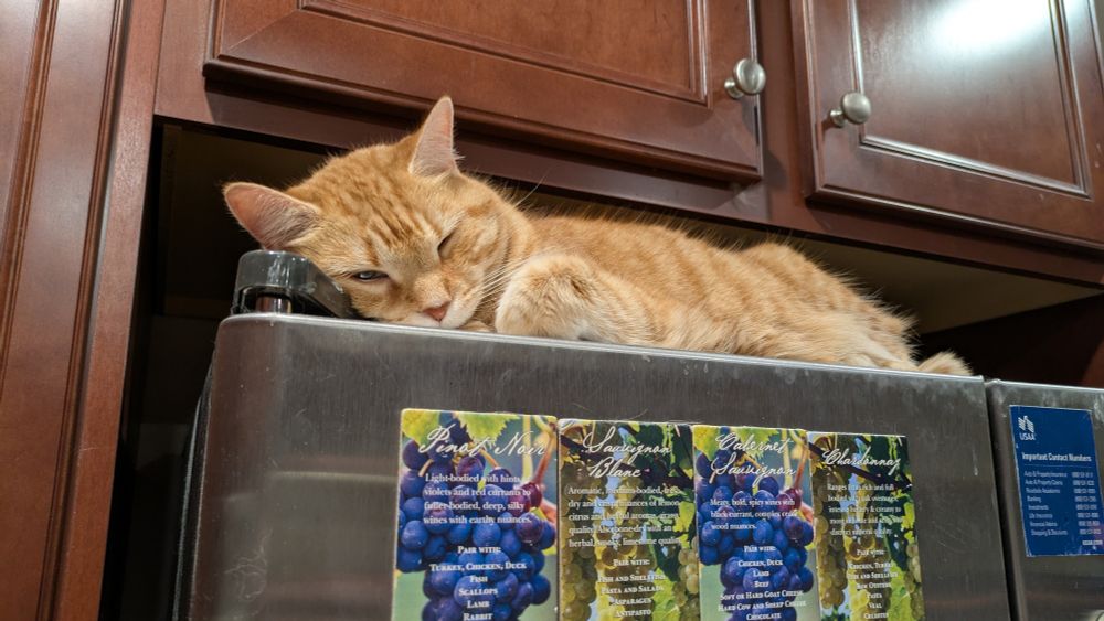 An orange tabby cat, "Saffy," snoozing on top the refrigerator, head resting on the door hinge. 