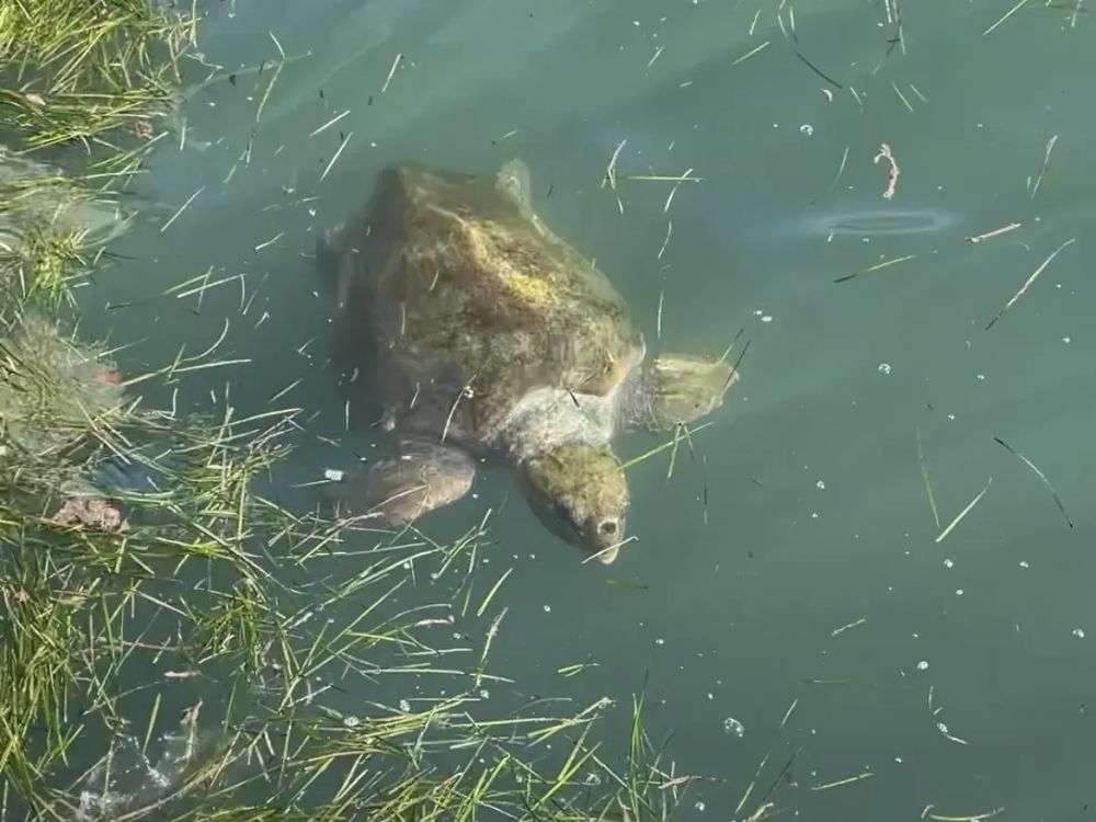 Schildkröte im Wasser