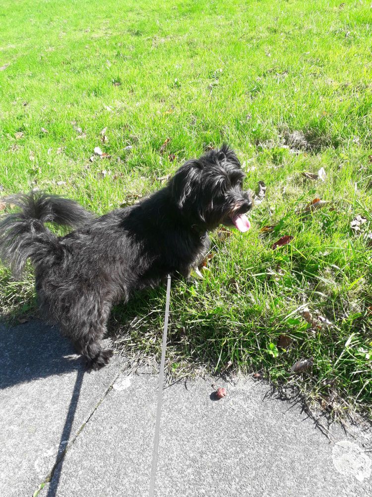 A small black dog (west Highland terrier crossed with a Lhasa Apso) stands on green grass in the sunshine.