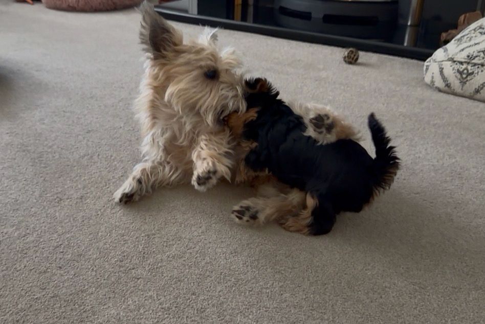 A Yorkshire Terrier puppy play fighting with a Cairn Terrier.