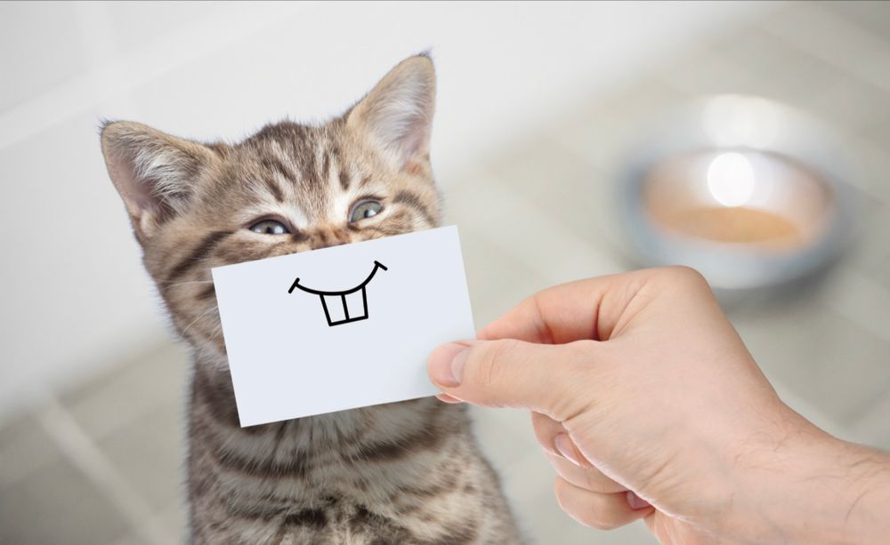 An image of a kitten with someone holding a small piece of paper with a smile drawn on it in front of the cats mouth.