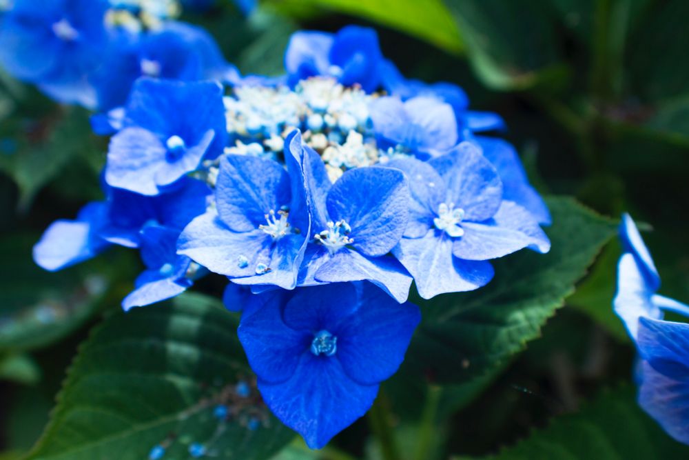 A close-up image of blue flowers 