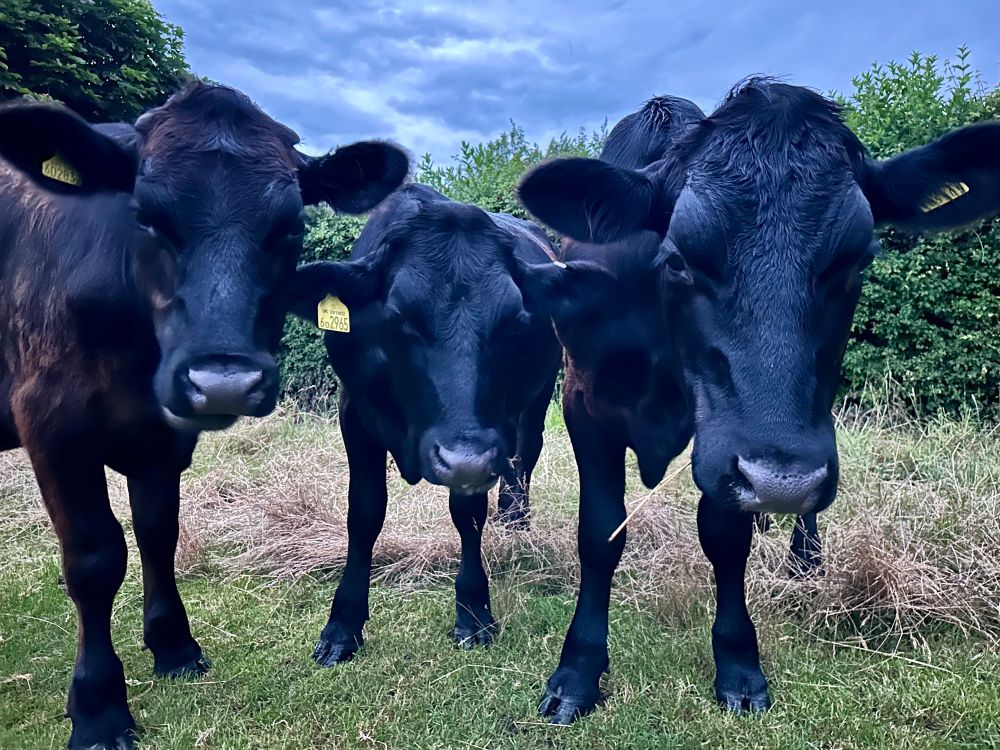 Three young bullocks facing the camera in the hope of a head massage (duly delivered off camera)