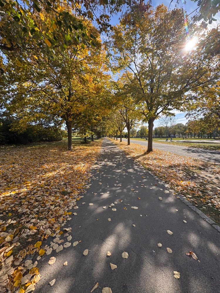 Ein sonniger Herbsttag mit einer von Bäumen gesäumten Allee. Das Laub leuchtet in warmen Gelb- und Brauntönen und bedeckt teilweise den Weg. Die Sonne scheint durch die Äste und wirft sanfte Schatten auf den Boden – eine ruhige, friedliche Atmosphäre.
