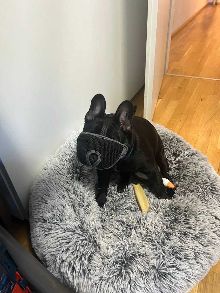 Schwarzer französischer Bulldogge sitzt in seinem Körbchen mit Beißkorb.