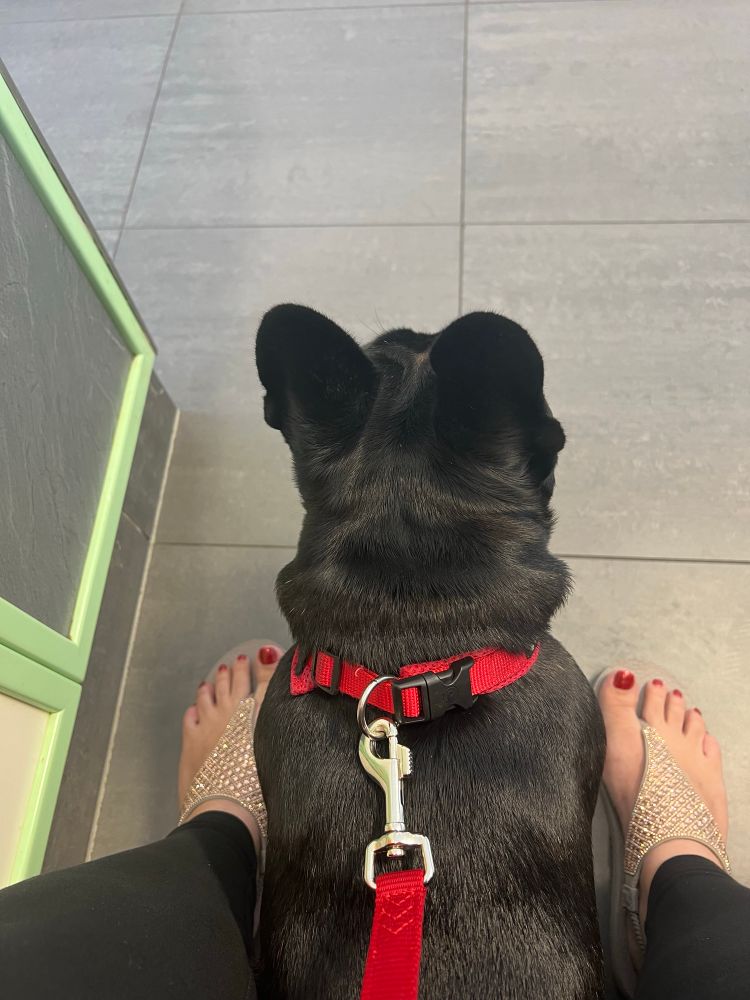 Schwarze Französische Bulldogge sitzt und wartet 