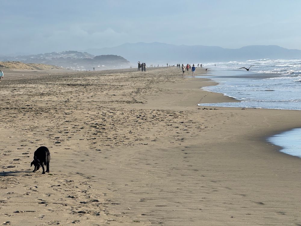 dog eating something off the beach near the edge of the water. people and birds in the distance. 
