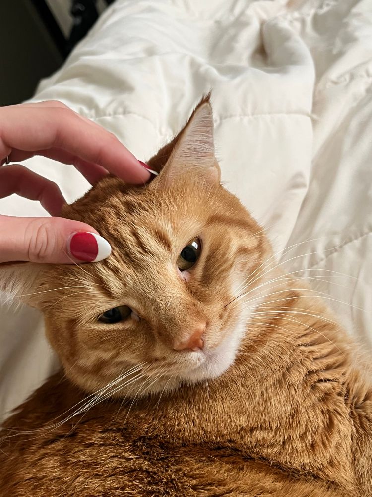 Image of my orange cat ducky. He has a white chin and whiskers. His eyes are slightly squinted and my hand is petting the top of his forehead 🩷