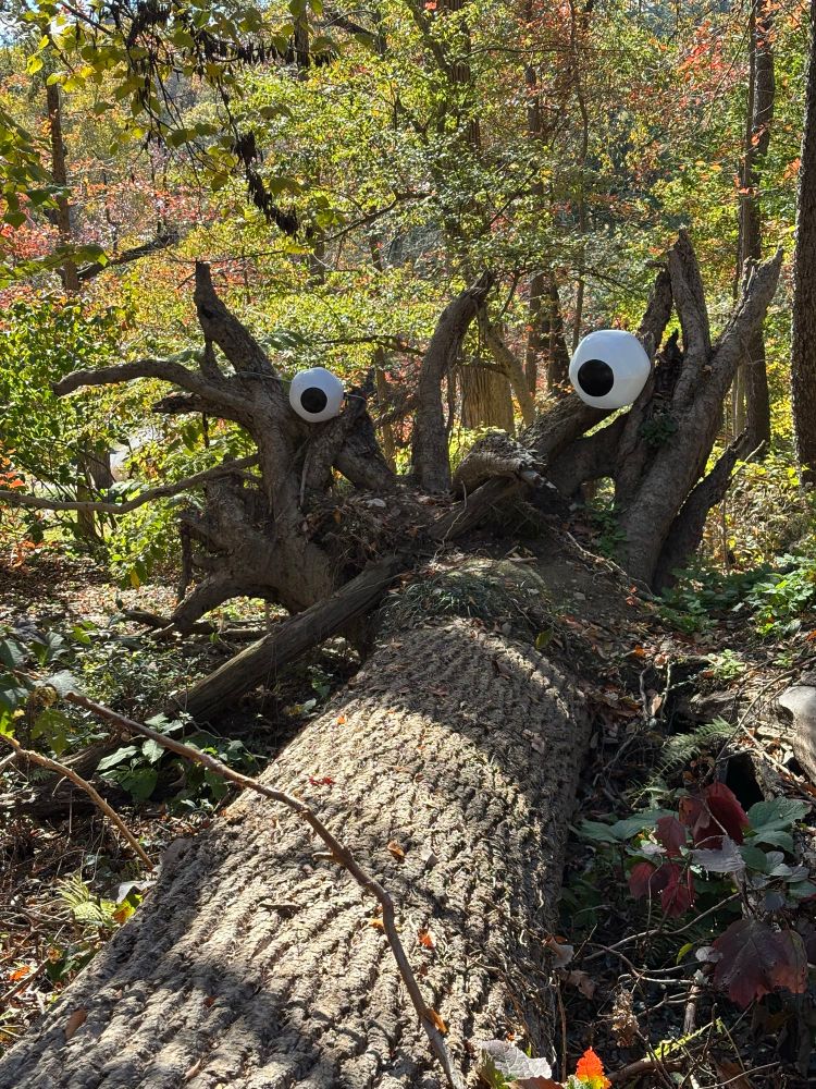 Fallen down tree with big eyes on its roots. Looks kind of like a spider 