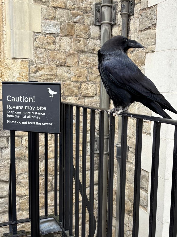 Big Raven sitting on a metal
Fence next to a sign that reads “Caution! Ravens may bite. Keep one meter of distance from them at all time. Please do not feed the ravens 