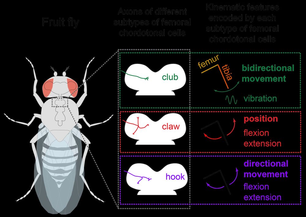 Left has an image of the fly. Right shows cartoons drawings of the axons of various types of mechanosensory neurons in the T1 portion of the fly VNC. There is the club which encodes vibration of the femur tibia joint, the claw which encodes the position of the femur tibia joint, and the hook neurons which encode directional movement of the femur tibia joint.