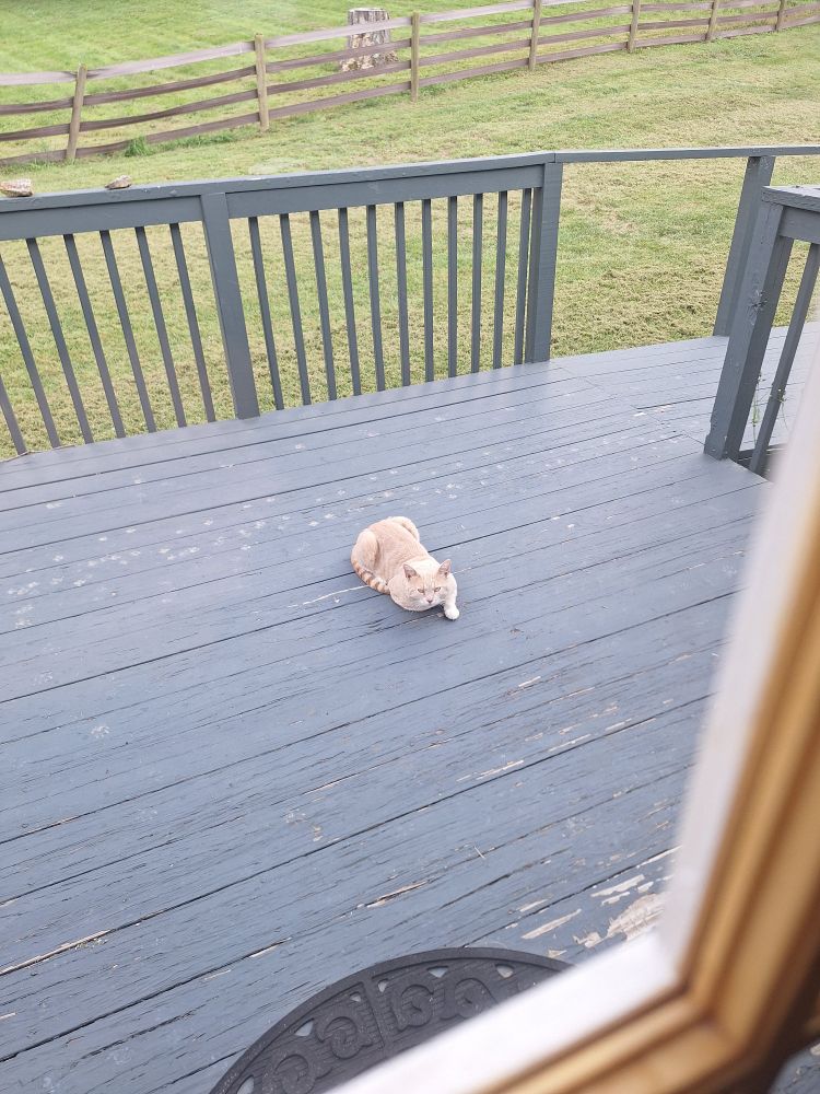 A pale orange and white cat relaxing on a grey porch with one front foot tucked under its chest