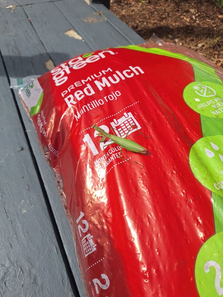 Photograph of a green praying mantis on a bag of red mulch