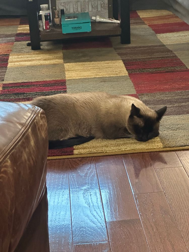 A Siamese cat sleeping on a checkered carpet 