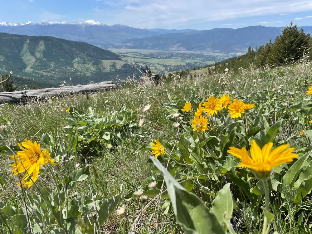 Yellow wildflowers in the foreground and snowy peaks in the background. Epic mountain landscape in the middle ground. 