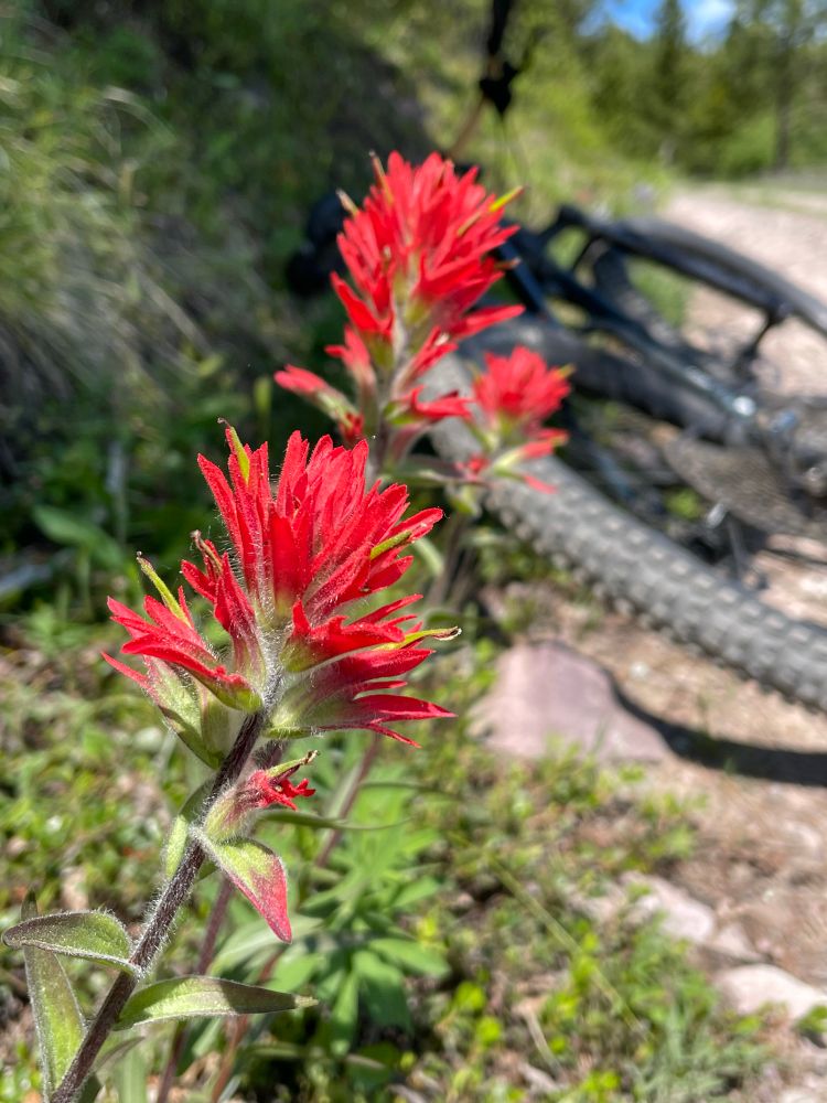 Bright red wildflowers in front of a mountain bike lying on its side on a trail. 