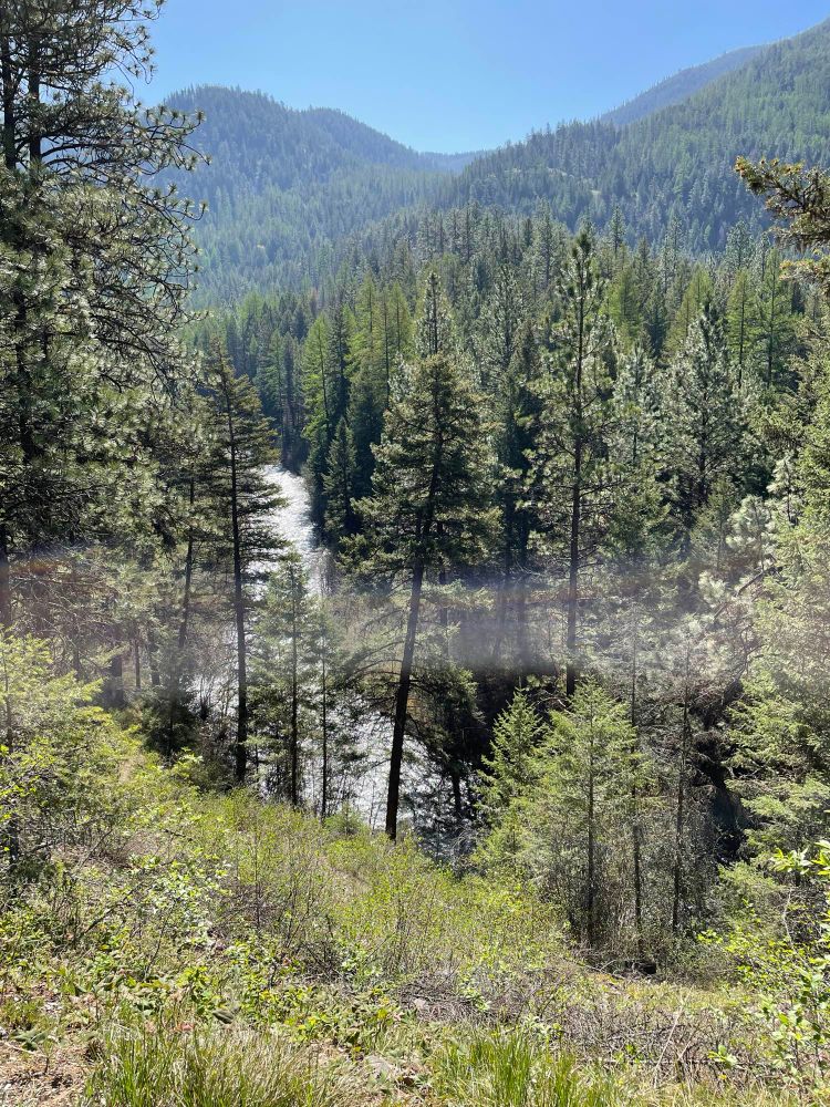 River cutting through a forested valley with mountains in the background. 