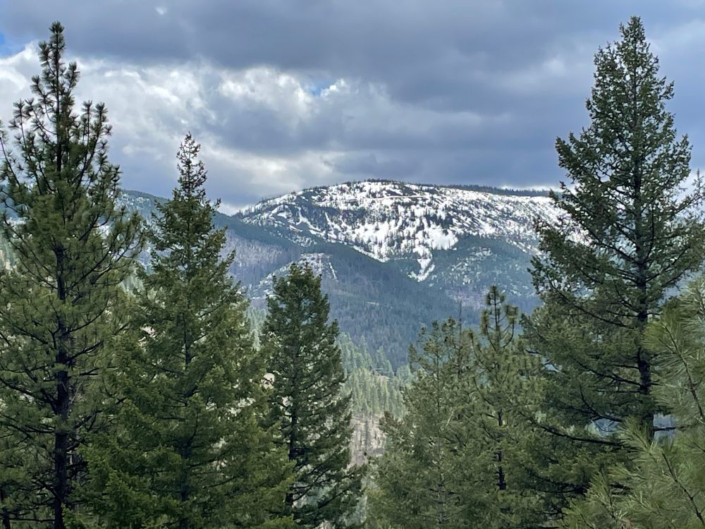 Snow covered mountain in the background framed by pine trees in the foreground.  