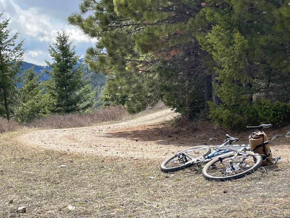 Gravel bike lying beside a gravel road winding beneath pine trees.  