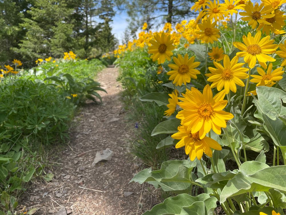 Singletrack trail between bright yellow wildflowers (arrowroot balsam)