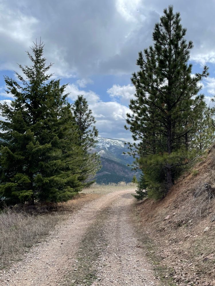 Gravel double-track road between pine trees and a snow-covered mountain in the background. 