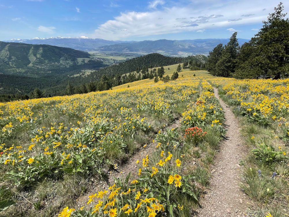 Trail through wildflowers looking toward snow-capped mountains 