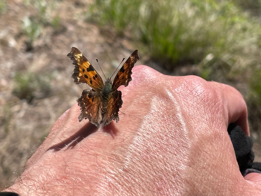 Orange and brown butterfly resting on the back of a white male hand with grasses and trail in the background. 