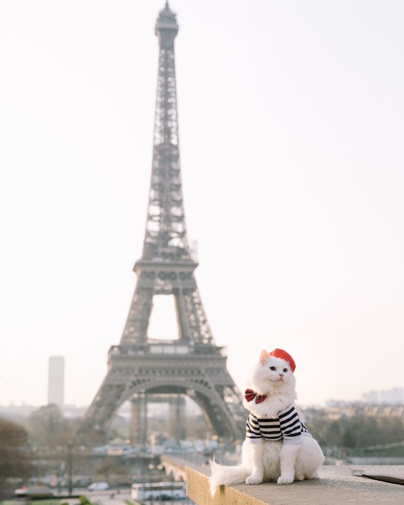 Cat in Paris.