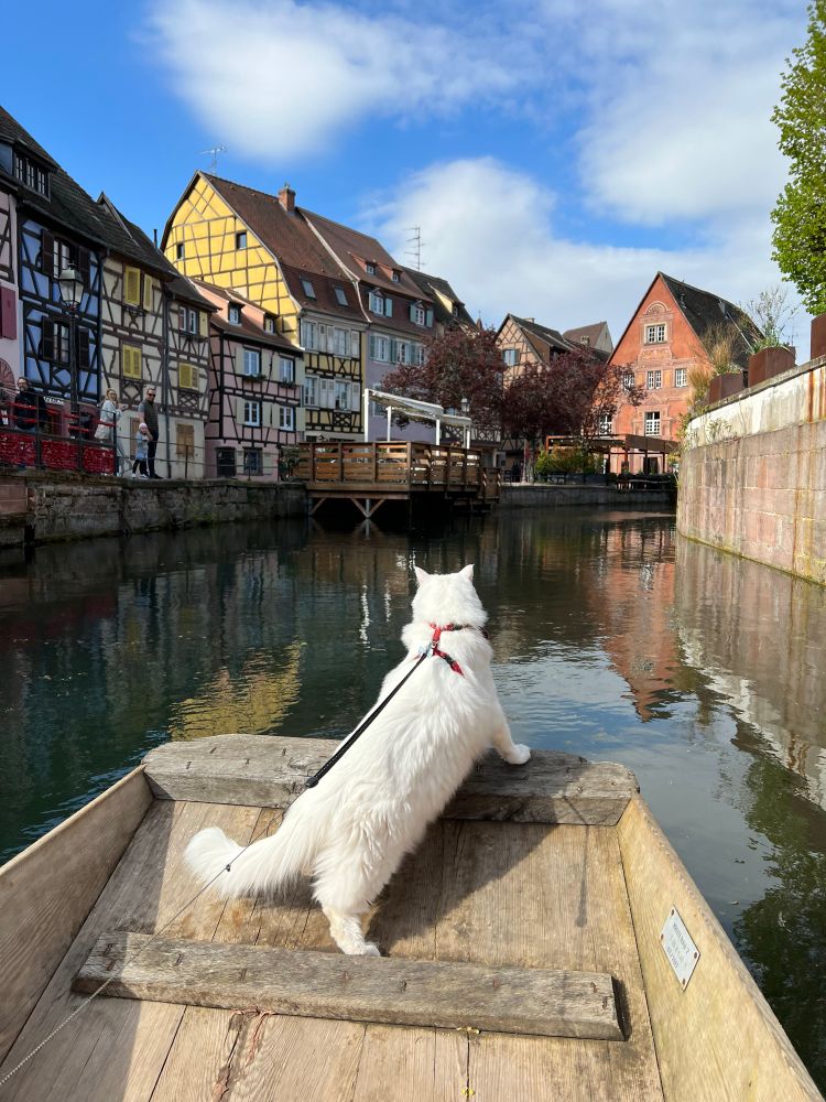 Cat on a boat