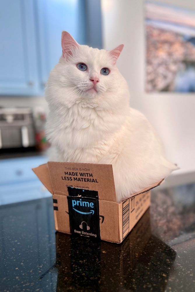 Cat in a box.