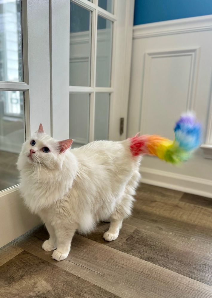 Cat with rainbow tail.