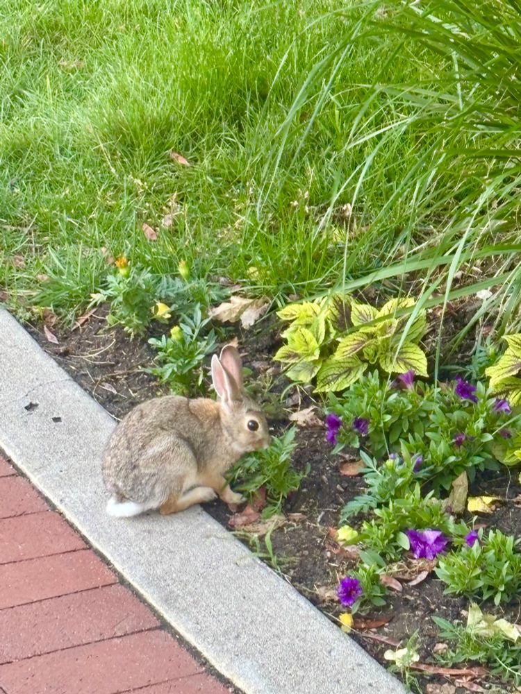 A photo of a bunny, sitting on the side of a sidewalk, facing flowers and eating grass next to the sidewalk.