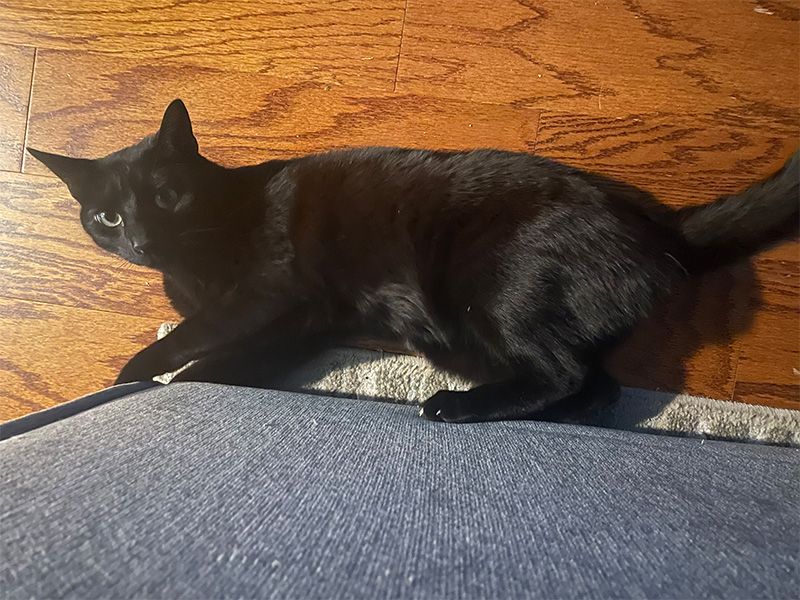 Black cat laying on wood floor, attempting to fit himself under a couch.