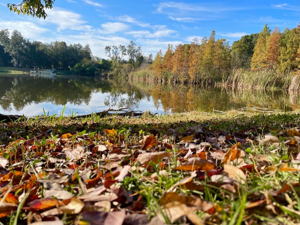 Photo of a pond surrounded by trees, some with green leaves and some with orange leaves, while other leave cover the ground in the foreground 