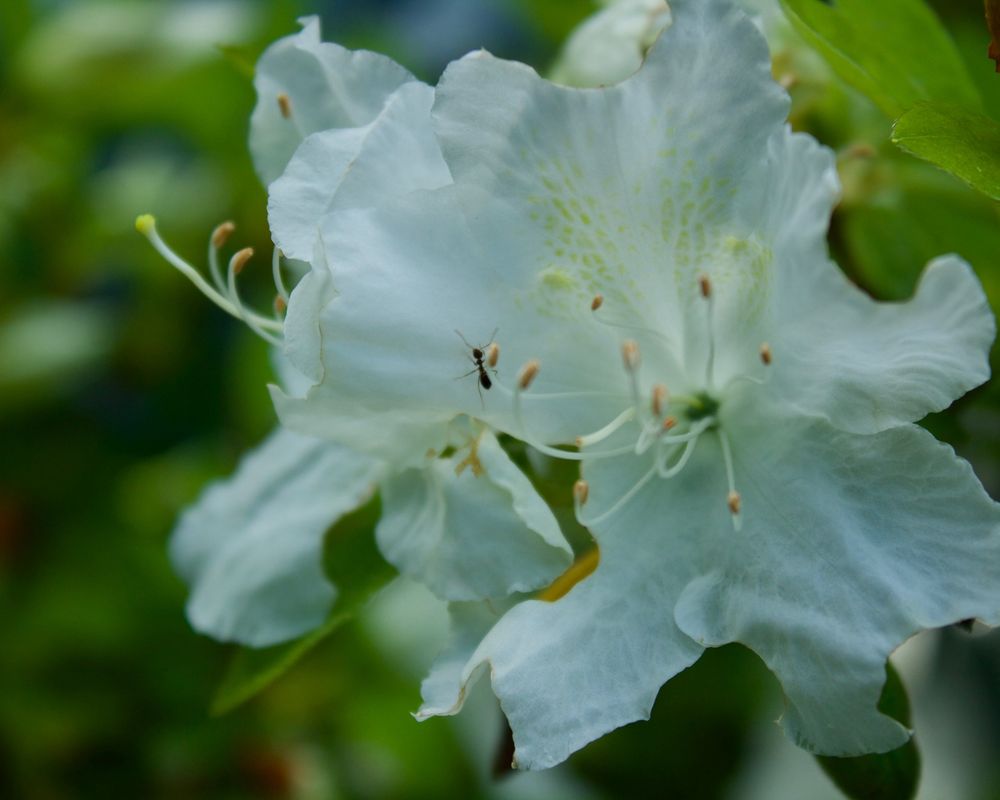A black ant crawls across the petals of a white azaleas flower.