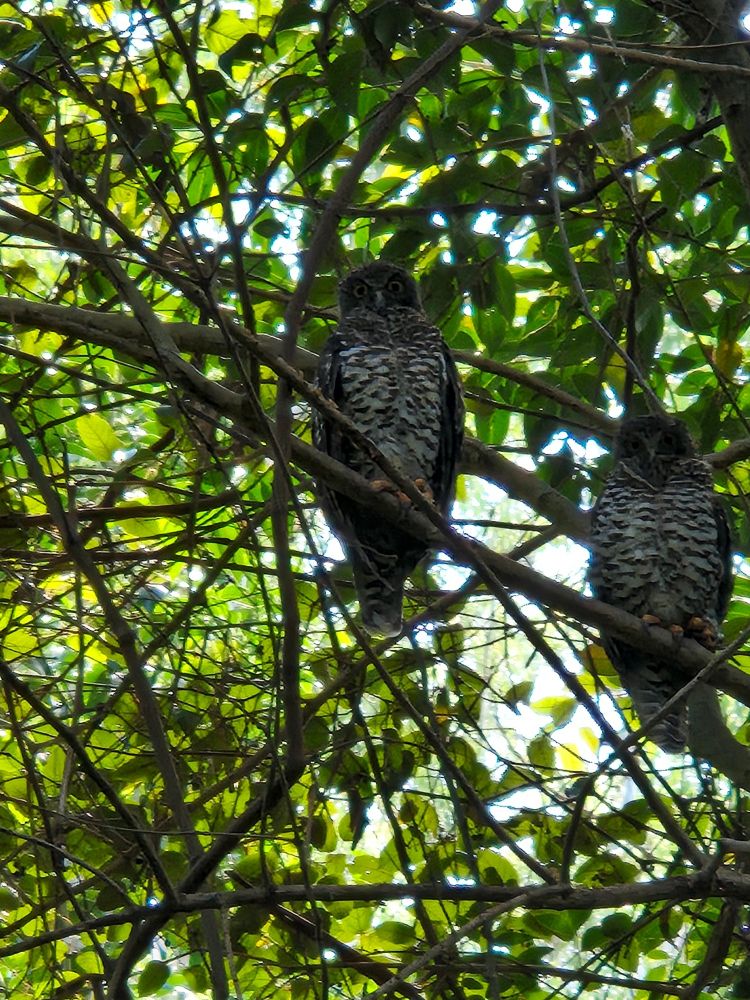 Pair of Powerful Owls in Sydney
