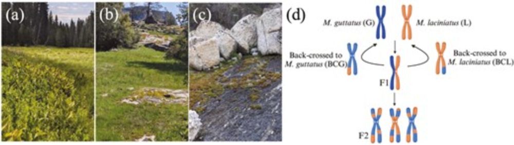 Fluctuating selection in a monkeyflower hybrid zone