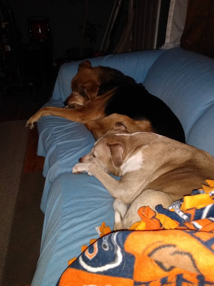 Two sleeping dogs on their own couch
