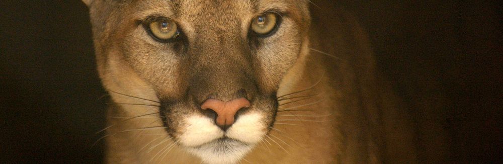 Puma photo © Julie Larsen Maher / WCS
