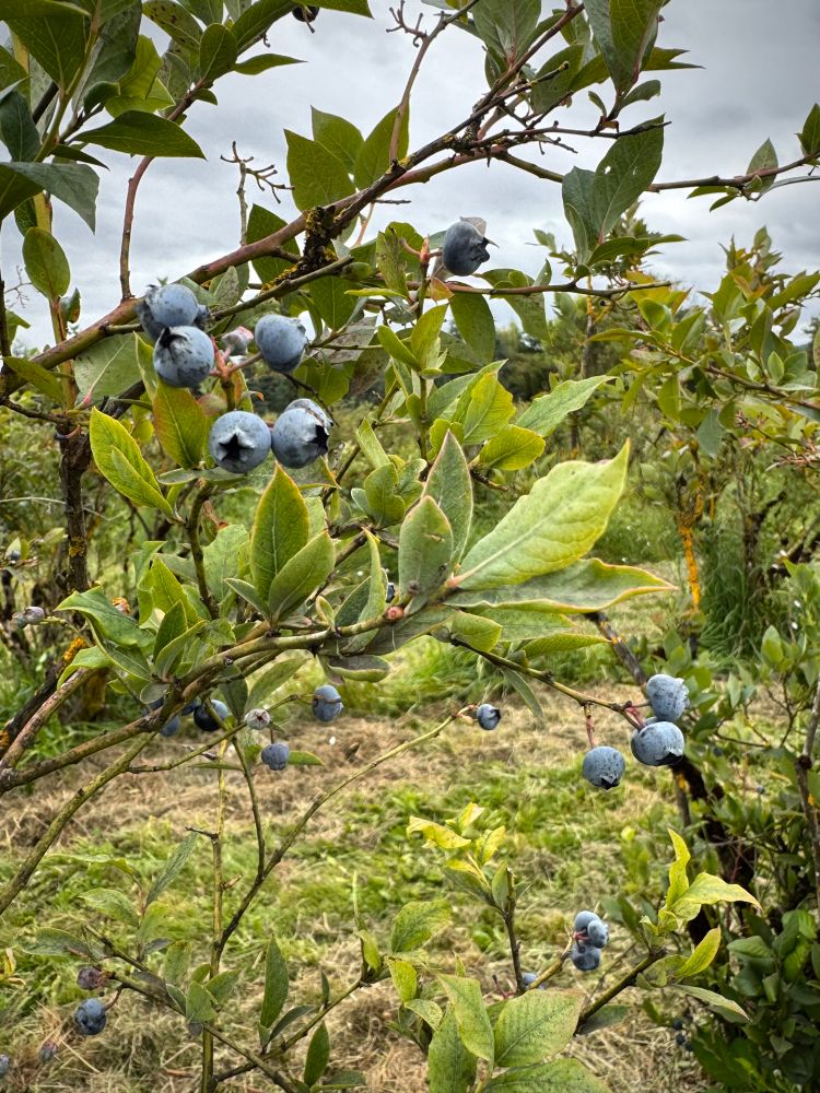 Blueberries on a bush