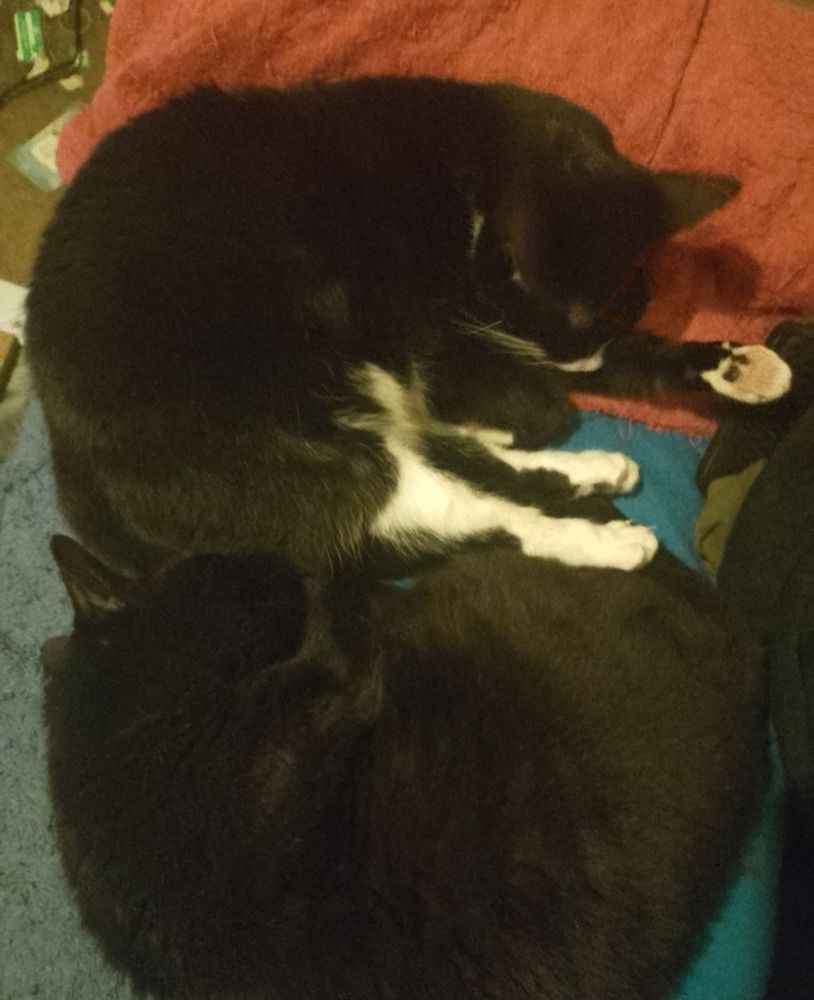 A black and white tuxedo cat (Jadzia) and a black cat (Port) sitting on turquoise and pink towels on a sofa. They are both lying on their sides curled up, with their backs outwards and their legs touching in the middle so they form a large oval blob of cat.
