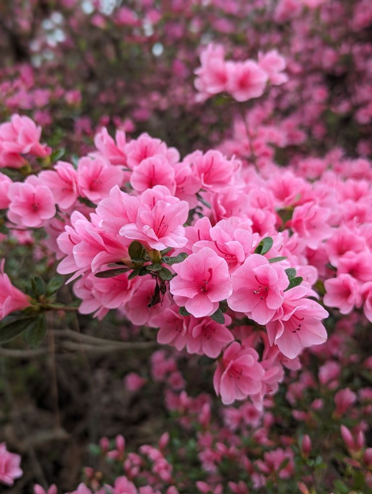 Photo of pink azalea bloom cluster in foreground. Additional clusters in background, blurred. 