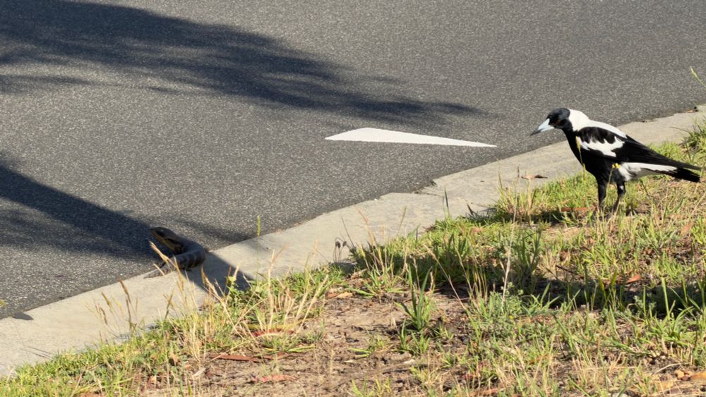 Magpie and skink on the road