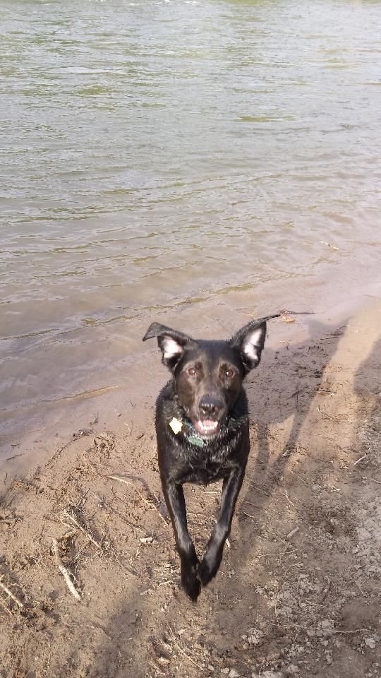 A black whippador girl dog on a light brown dirt shoreline with calm light brown water behind her. She's facing the camera and only her two front legs are visible, and she's frolicking, with her front legs off the ground. He ears are up and a bit askew, showing white hair inside of them. Her name is Sheesha.
