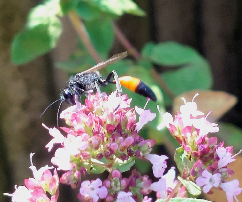 bild på stekel i en blomma